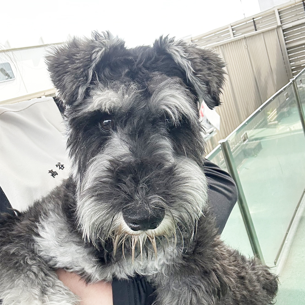 生徒が撮影してくれたモデル犬☆①
